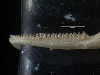 Media type: image;   Herpetology R-184660